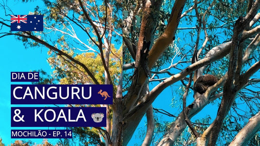 Dia de Canguru & Koala no Coombabah Lakelands & Surfers Paradise