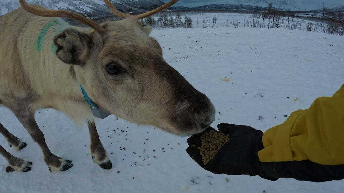 Visita à comunidade Sami na Noruega em Tromso