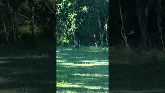Kanguru na Selva da Austrália: Encontro Inesperado! 🦘🌿🇦🇺