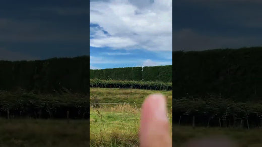 Muros de Árvores na Nova Zelândia: A Natureza Protege a Natureza! 🌳🇳🇿