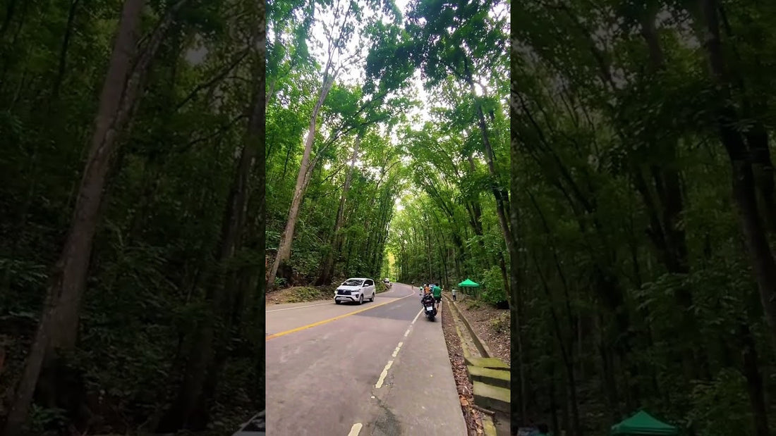 Explorando a Man-Made Forest em Bohol, Filipinas! 🌳🇵🇭