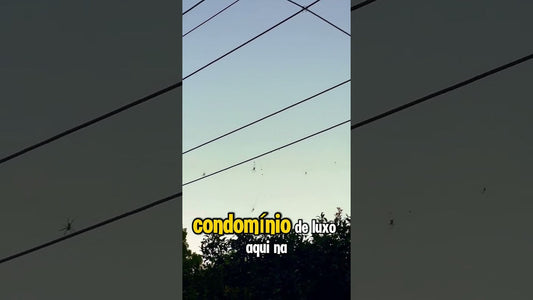 Condomínio de Aranhas na Austrália? 🕷